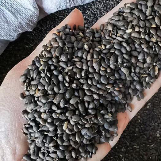 菠萝怎么种植方法_菠萝怎么栽培的种植技术