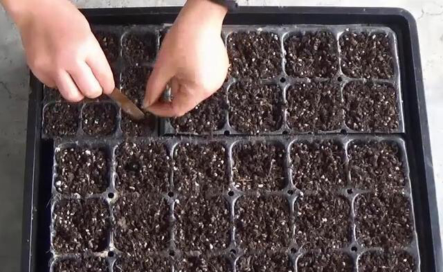 菠萝怎么种植方法_菠萝怎么栽培的种植技术