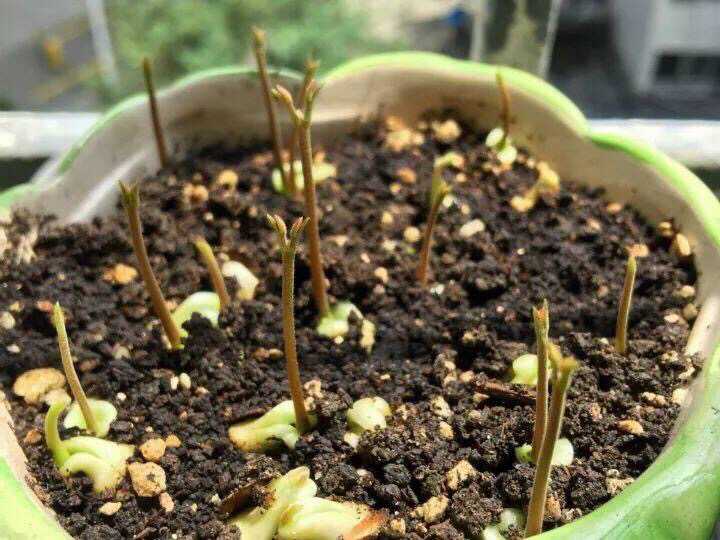 菠萝怎么种植方法_菠萝怎么栽培的种植技术