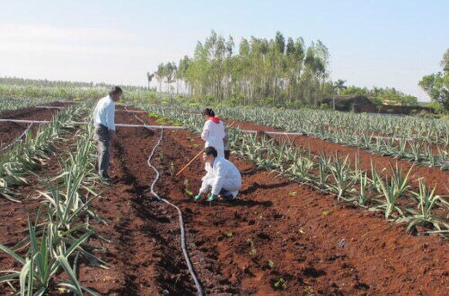 菠萝怎么种植方法_菠萝怎么栽培的种植技术