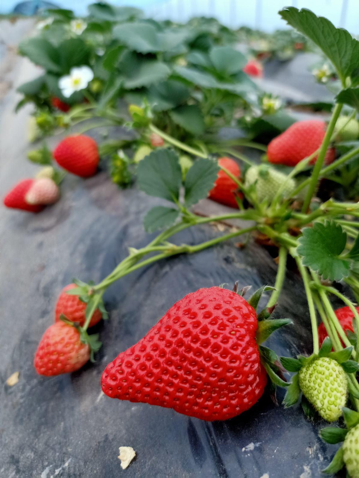 草莓怎么种植方法_草莓怎么种植方法图解