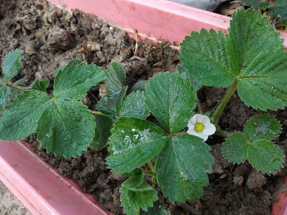 草莓怎么种植方法_草莓怎么种植方法图解