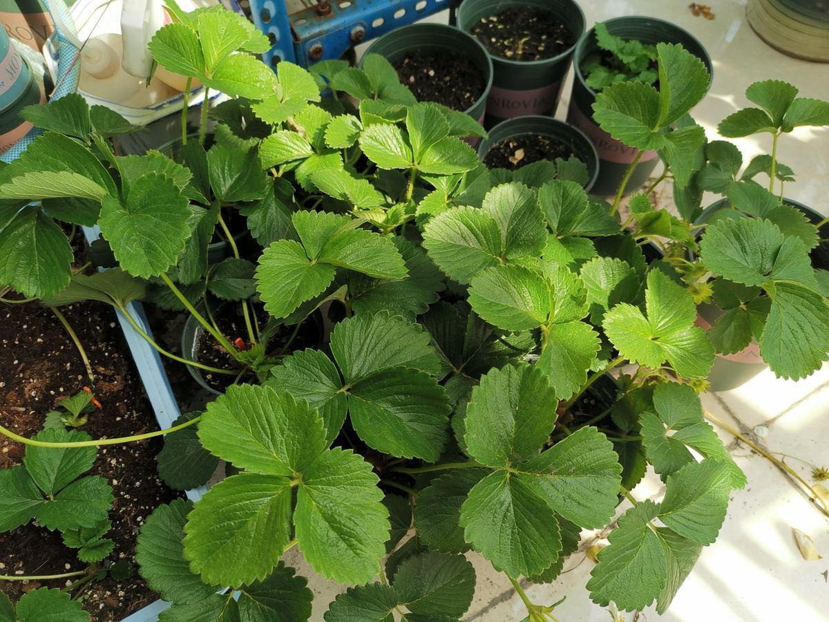 草莓怎么种植方法_草莓怎么种植方法图解