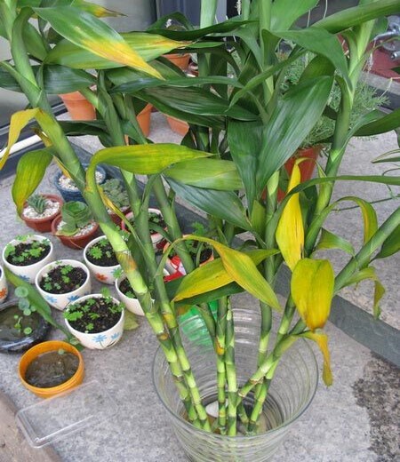 富贵竹叶子发黄_富贵竹叶子发黄加啤酒