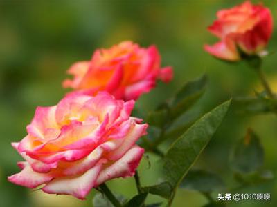 夏天的花_夏天的花的诗句