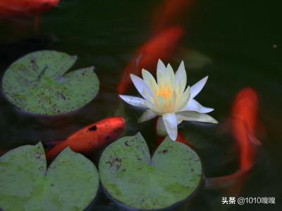 夏天的花_夏天的花的诗句