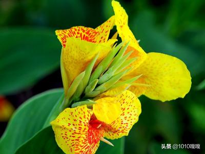 夏天的花_夏天的花的诗句