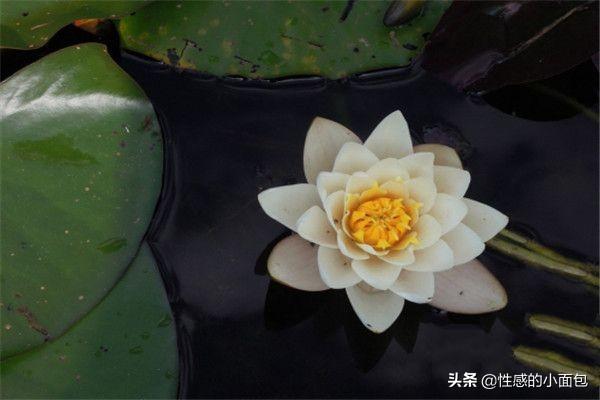 各种花的花语_各种花的花语和图片