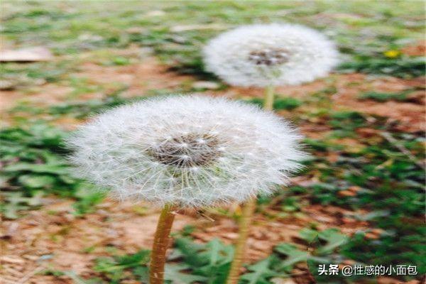 各种花的花语_各种花的花语和图片