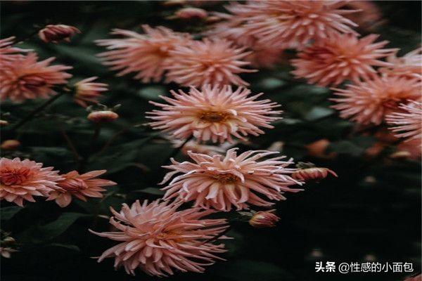 各种花的花语_各种花的花语和图片