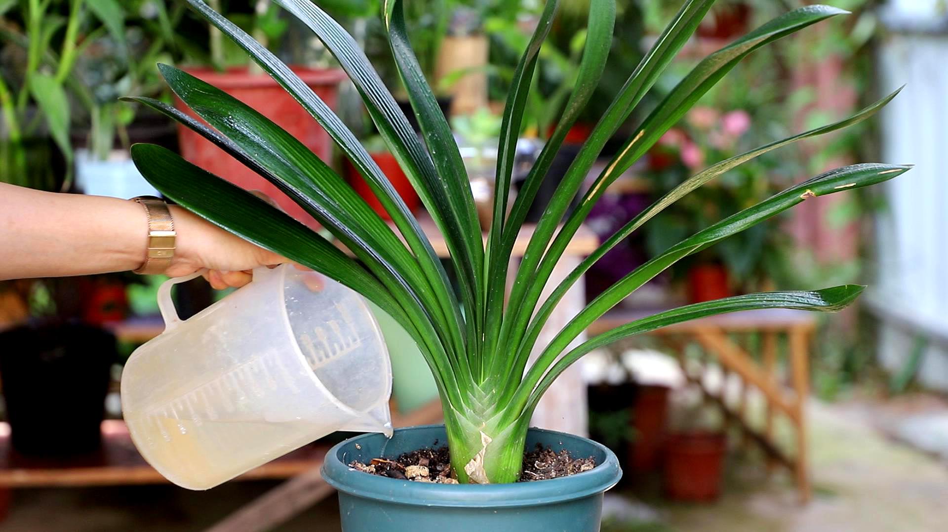 君子兰浇水_君子兰浇水方法