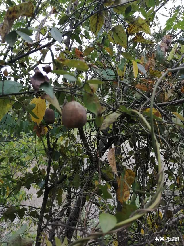 种药材赚钱吗_种药材的利润怎么样