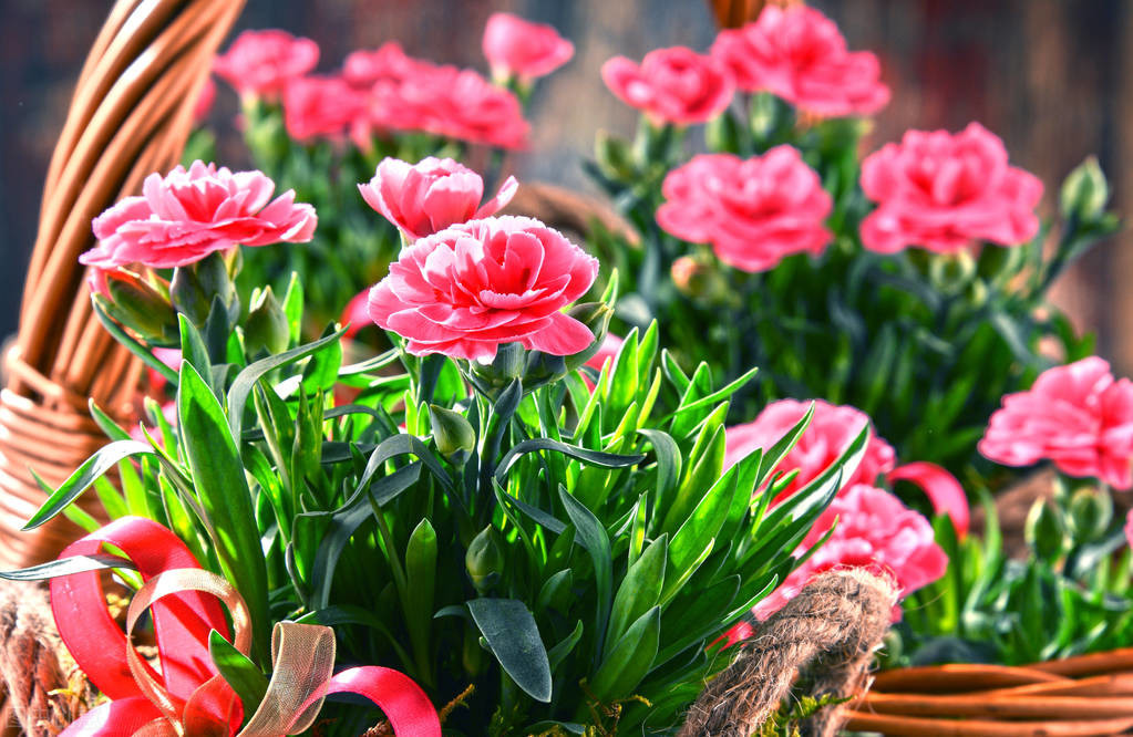 康乃馨的养殖方法_康乃馨的养殖方法和技巧