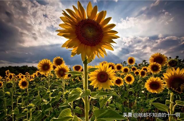 向日葵花适合送什么人_向日葵送什么人好