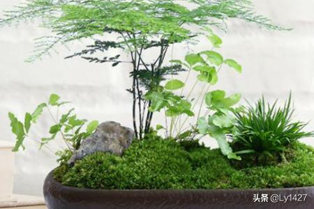 教师节送什么花给老师比较适合