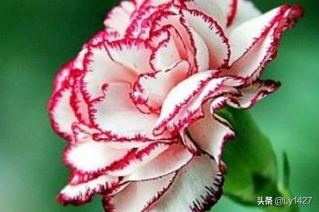 教师节送什么花给老师比较适合