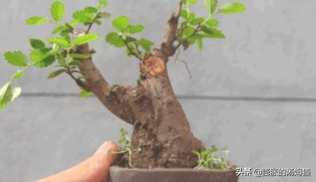 榆树盆景_榆树盆景摆放位置最佳