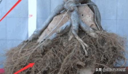 榆树盆景_榆树盆景摆放位置最佳