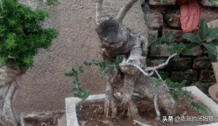 榆树盆景_榆树盆景摆放位置最佳