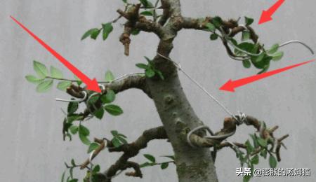 榆树盆景_榆树盆景摆放位置最佳