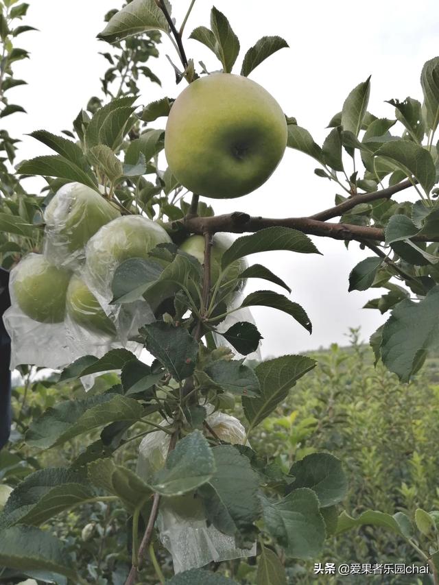 苹果苗木_苹果苗木培育基地