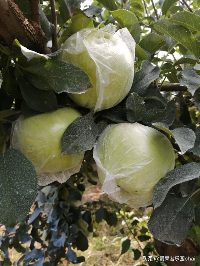 苹果苗木_苹果苗木培育基地