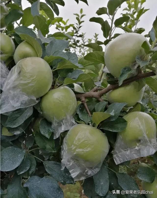 苹果苗木_苹果苗木培育基地