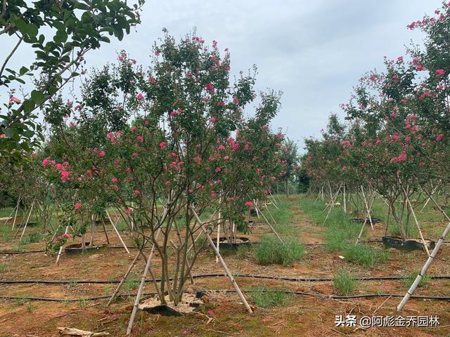 苗木_苗木采购网