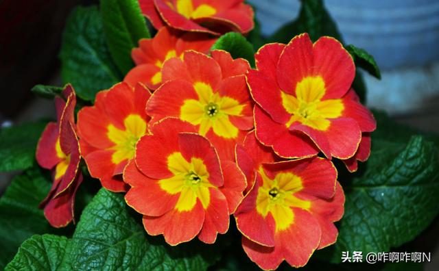 春天开的花_春天开的花香味浓的有哪些