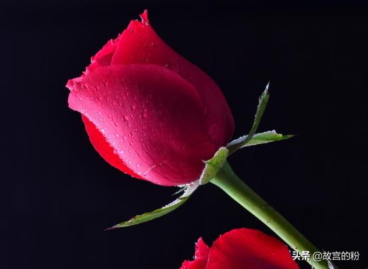 收到的玫瑰花束怎么养_收到的玫瑰花束怎么养 营养液