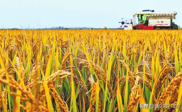 农村种什么赚钱_农村种什么赚钱快又稳定