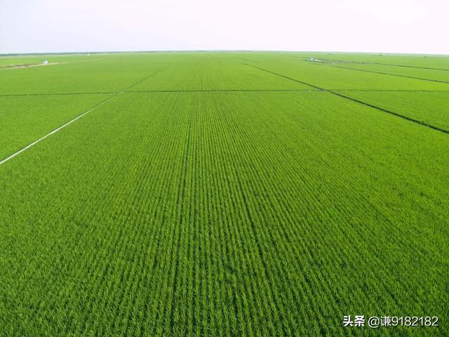 农村种什么赚钱_农村种什么赚钱快又稳定