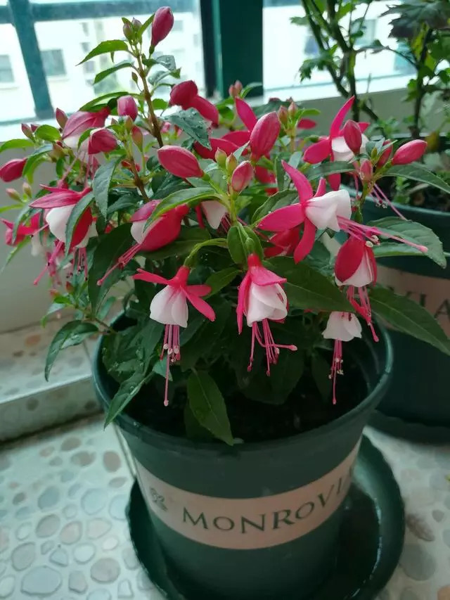 倒挂金钟怎么养_倒挂金钟怎么养活