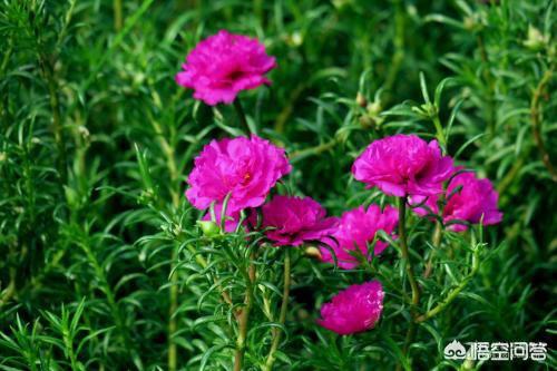 死不了花_死不了花的功效与作用