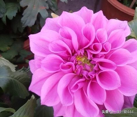 粉色牡丹_粉色牡丹菊的花语和寓意