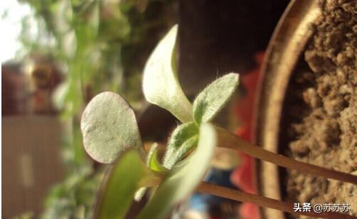 向日葵传播种子的方法