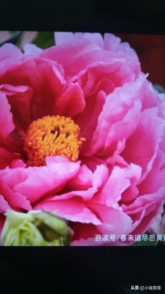 四季牡丹_四季牡丹花骨朵要开了就落了