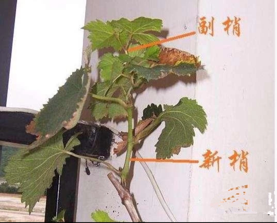 葡萄栽培技术_巨丰葡萄栽培技术