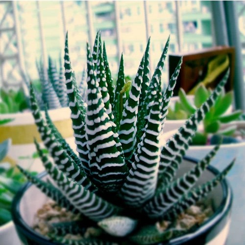 条纹十二卷_条纹十二卷开花