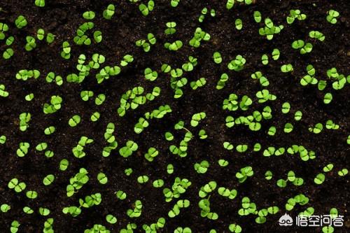 草莓发芽_草莓发芽时间