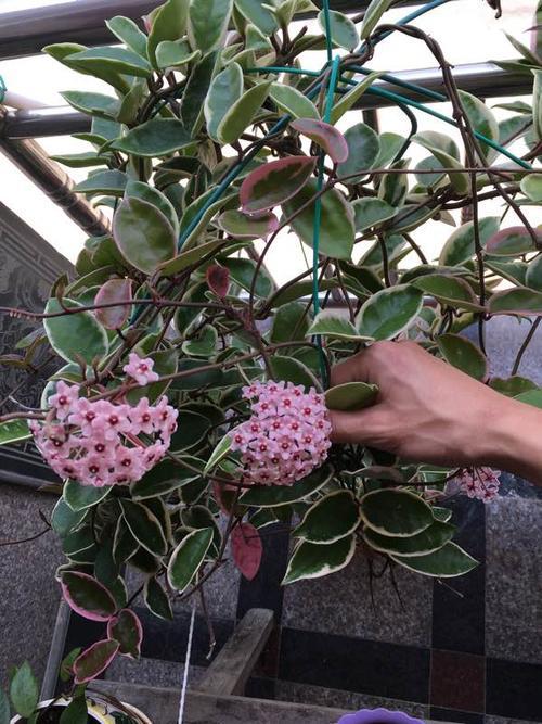 球兰_球兰花不进宅的原因