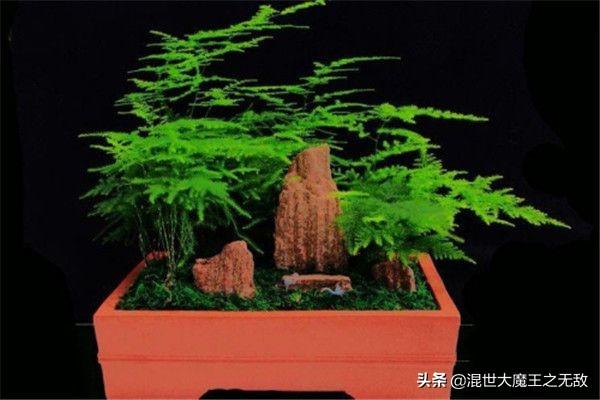 文竹的养殖方法_文竹的养殖方法扦插能活吗