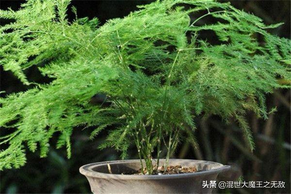 文竹的养殖方法_文竹的养殖方法扦插能活吗