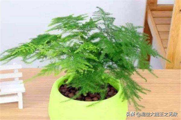 文竹的养殖方法_文竹的养殖方法扦插能活吗