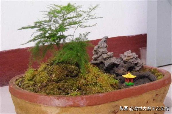 文竹的养殖方法_文竹的养殖方法扦插能活吗