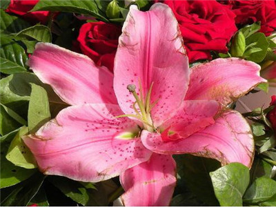 百合花种植技术_百合花种植技术交流基地 豆瓣