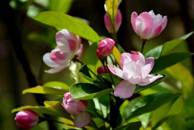 垂丝海棠_垂丝海棠图片