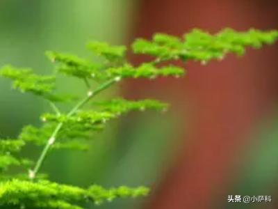 文竹怎么修剪_文竹怎么修剪才能长得更茂盛