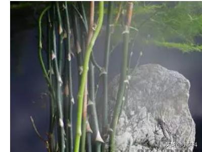 文竹怎么修剪_文竹怎么修剪才能长得更茂盛