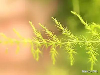 文竹怎么修剪_文竹怎么修剪才能长得更茂盛